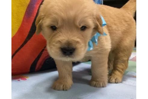 販売中の茨城県のゴールデンレトリーバー-387401の2枚目